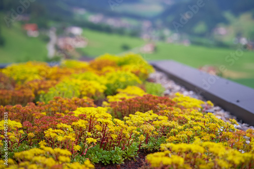 yellow blooming sedum roof garden on a hotel roof in the mountains. Green rooftop. Sedum roof. Rooftop garden. Groendak.