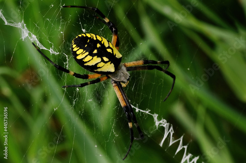 garden spider on a web