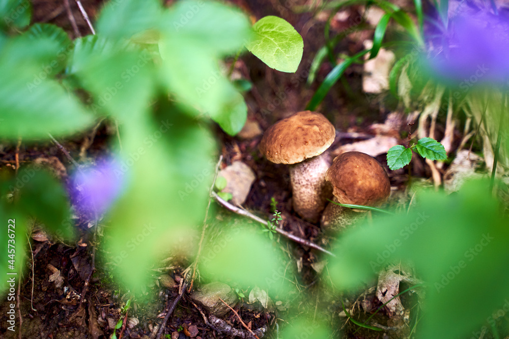Two young birch bolete mushrooms or leccinum scabrum growing in a forest