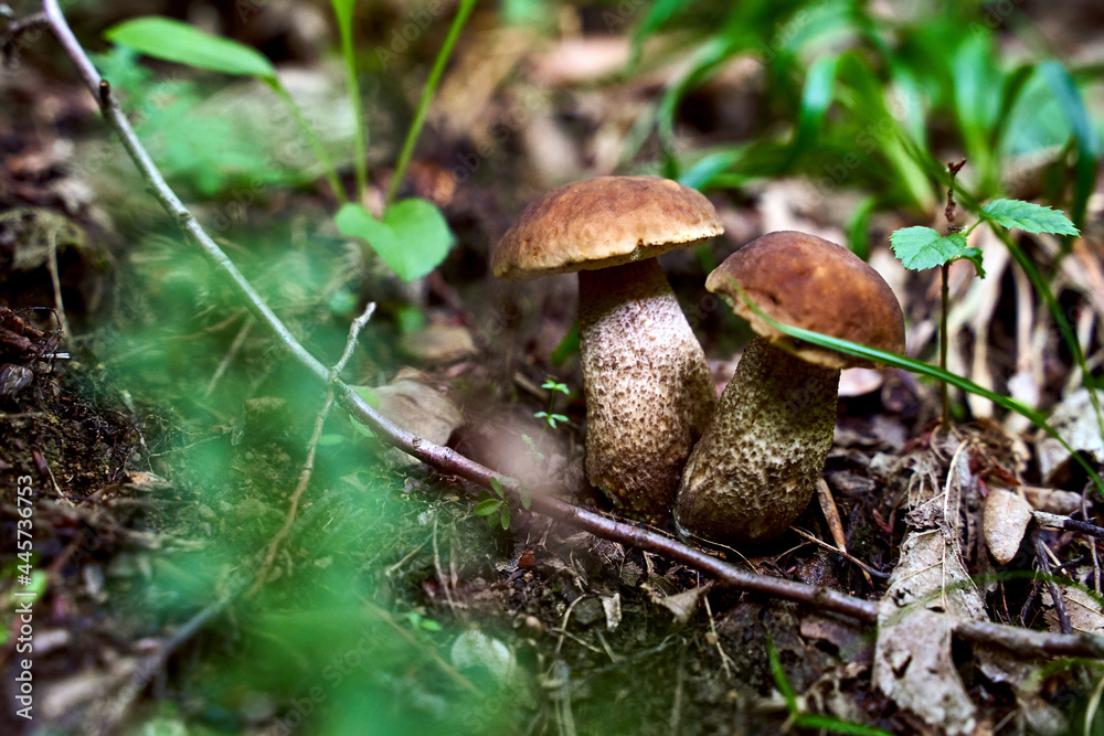 Two young birch bolete mushrooms or leccinum scabrum growing in a forest
