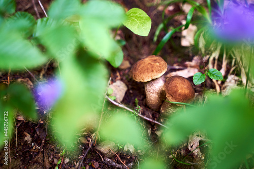 Obraz na płótnie Two young birch bolete mushrooms or leccinum scabrum growing in a forest w salonie