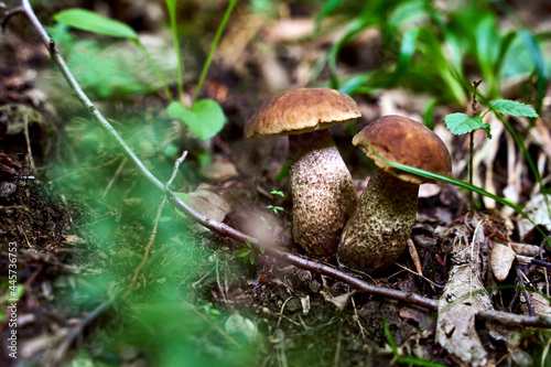 Obraz na płótnie Two young birch bolete mushrooms or leccinum scabrum growing in a forest w salonie