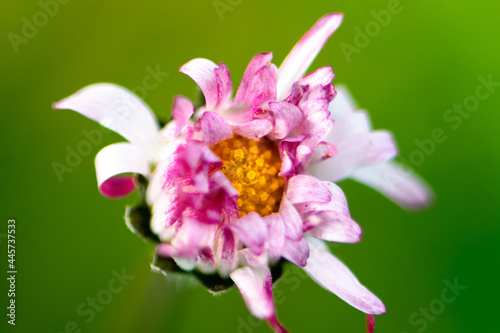 Macro de flor silvestre