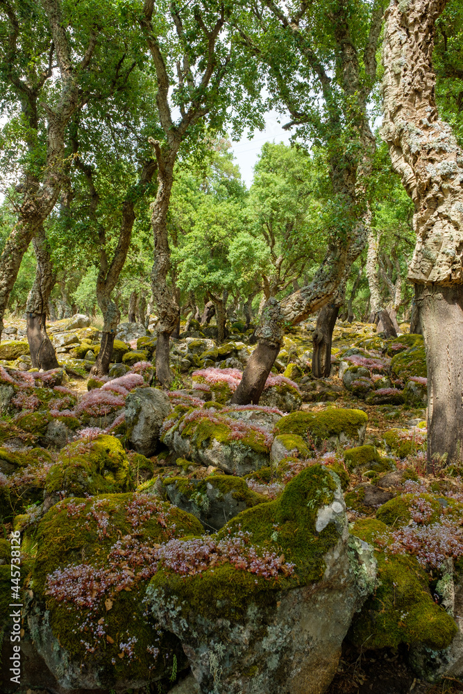 Compexus nuragico Romanzesu bei Bitti, Sassaria, Sardinien Compexus nuragico Romanzesu bei Bitti, Sassaria, Sardinien