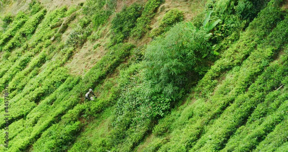 Workers Working The Tea Plantations Of The Cameron Highlands, Malaysia