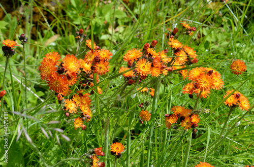 Fox and Cubs wildflowers (Pilosella aurantiaca) photo