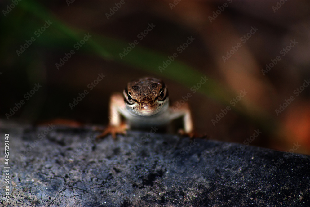 Obraz premium lagartixa