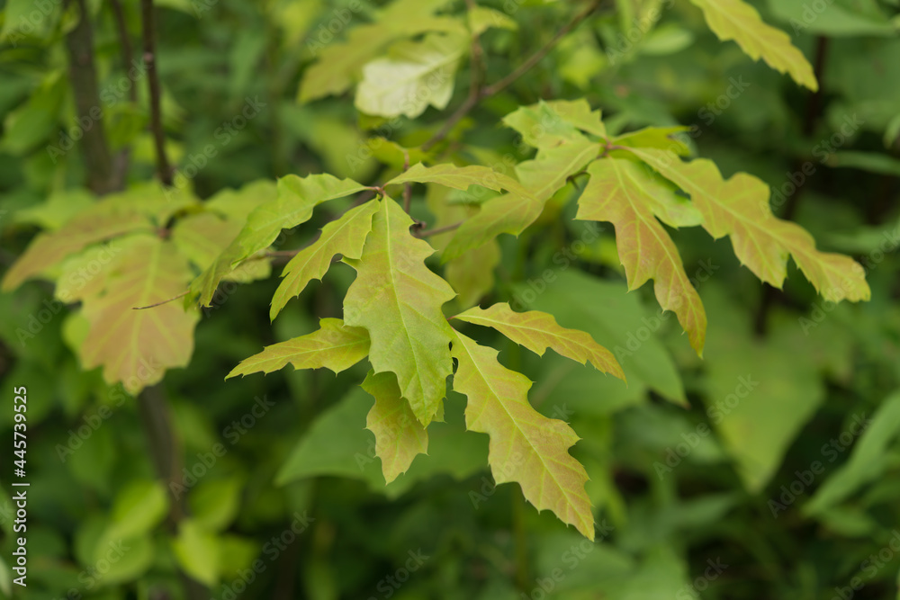 spring returns after an infestation of Lymantria dispar (gypsy moth) - or green oak leaves under cloudy skies spring returns after an infestation of Lymantria dispar (gypsy moth) - or green oak leaves under cloudy skies