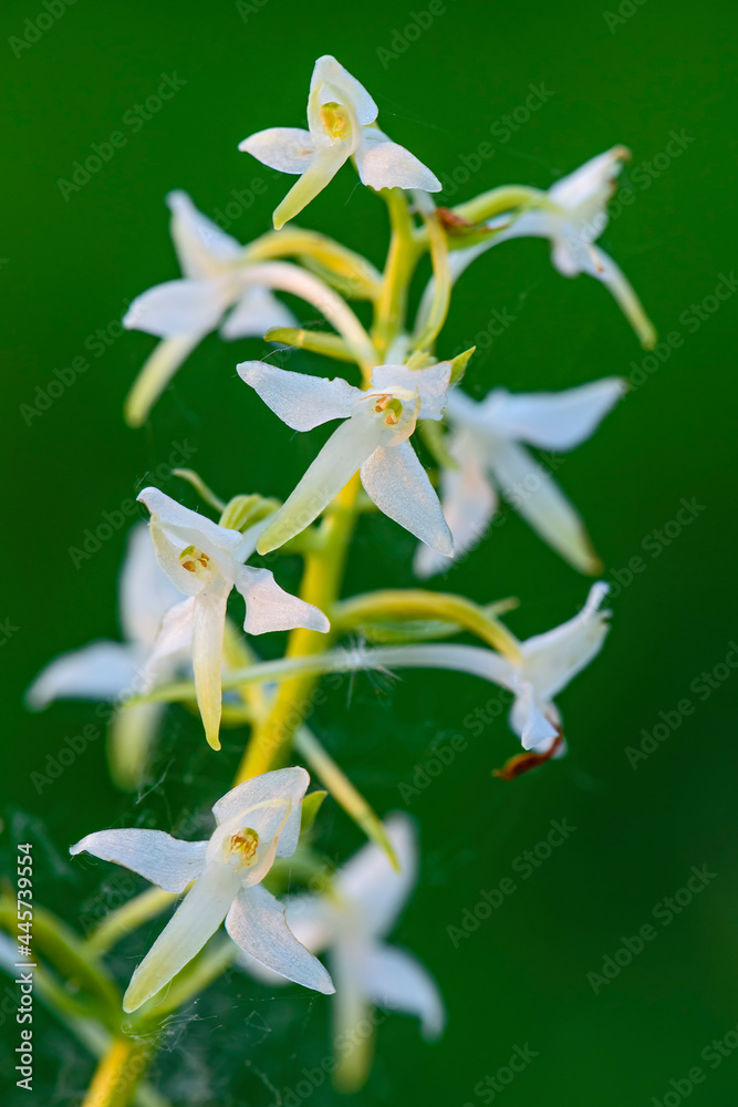 Fototapeta premium Lesser Butterfly-orchid - Platanthera bifolia, beautiful white flowering plant from European meadows and marshes, White Carpathians, Czech Republic.
