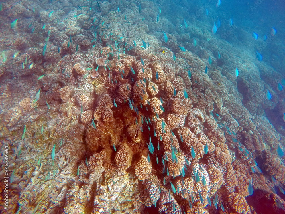 Fototapeta premium School of blue fish on a coral head in Fiji