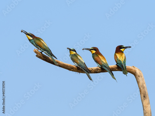 Four European Bee-Eaters with Catch Bee Sitting on stick on Blue Sky