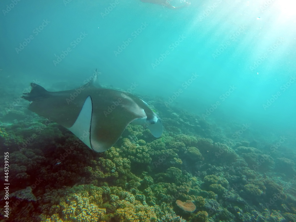 Manta ray swimming above a reef in Fiji