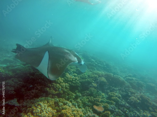 Fototapeta Naklejka Na Ścianę i Meble -  Manta ray swimming above a reef in Fiji