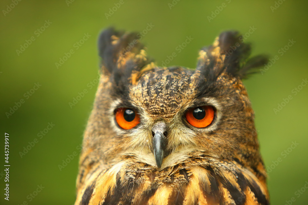 The portrait of a Eurasian eagle-owl (Bubo bubo) with green background. The portrait of a Eurasian eagle-owl (Bubo bubo) with green background.