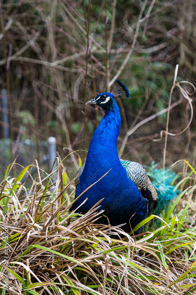 Fototapeta premium Pfau 