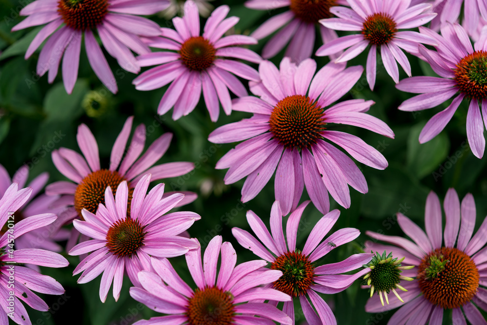 Fototapeta premium close up of pink echinacea blossoms under overcast skies - low key photo