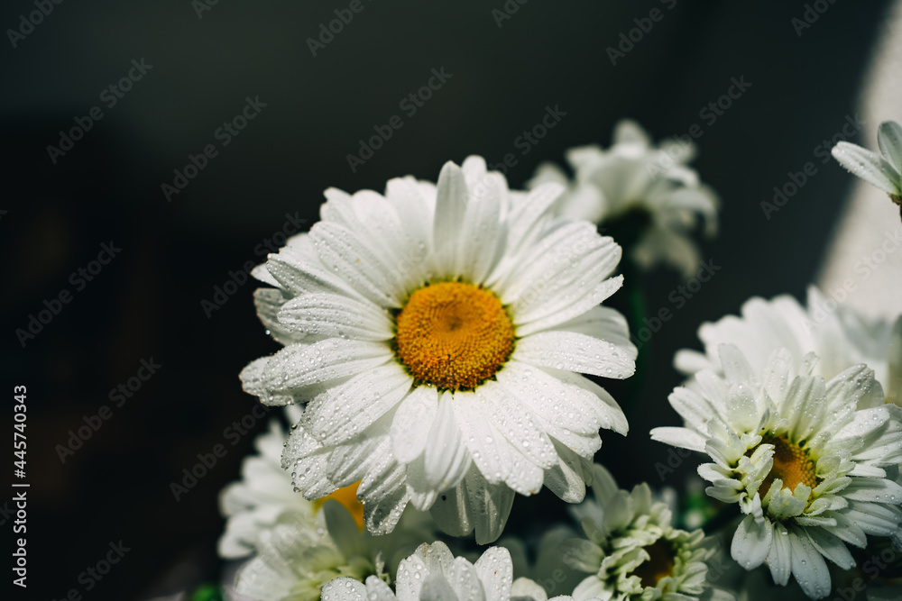 Fototapeta premium daisy in a garden