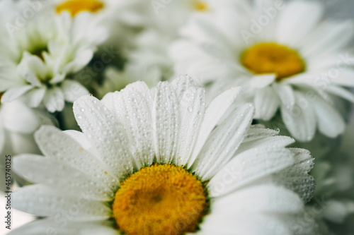 daisy flower close up