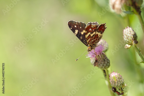 Map butterfly (Araschnia levana). Individual schows the colors of the summer brood. photo