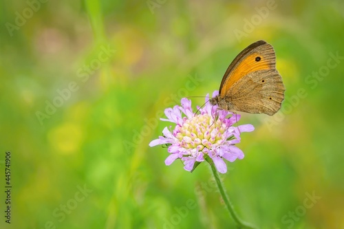 Orange and brown butterfly, a male of meadow brown, Maniola jurtina, sitting on purple field scabious flower growing in a meadow. Green grass in the background. Sunny summer day in nature.