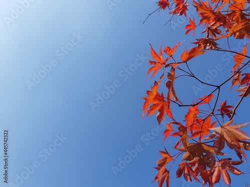 Autumn colors