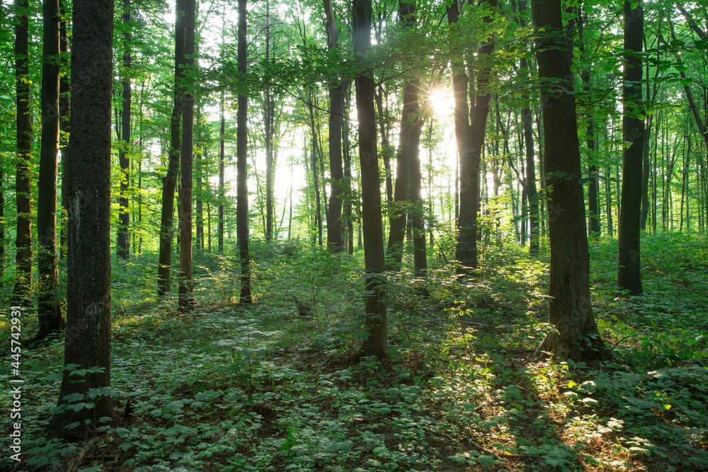 Fototapeta premium Forest trees. nature green wood sunlight backgrounds
