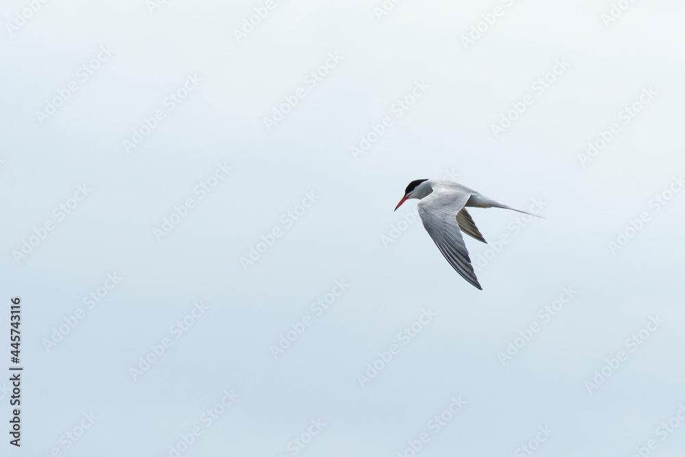 Obraz premium Aves en el delta de l´Ebre