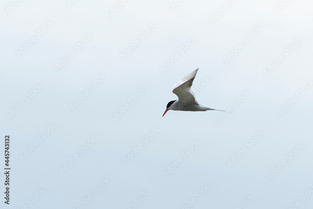 Fototapeta premium Aves en el delta de l´Ebre