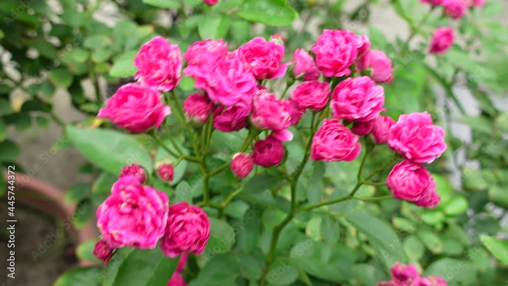 Bunch of pink David Austin Roses in the garden. Pink bunches of roses are swaying in the wind in the garden. Pink bunch-rose flowers on a green leaf background. Bunch of pink David Austin Roses in the garden. Pink bunches of roses are swaying in the wind in the garden. Pink bunch-rose flowers on a green leaf background.