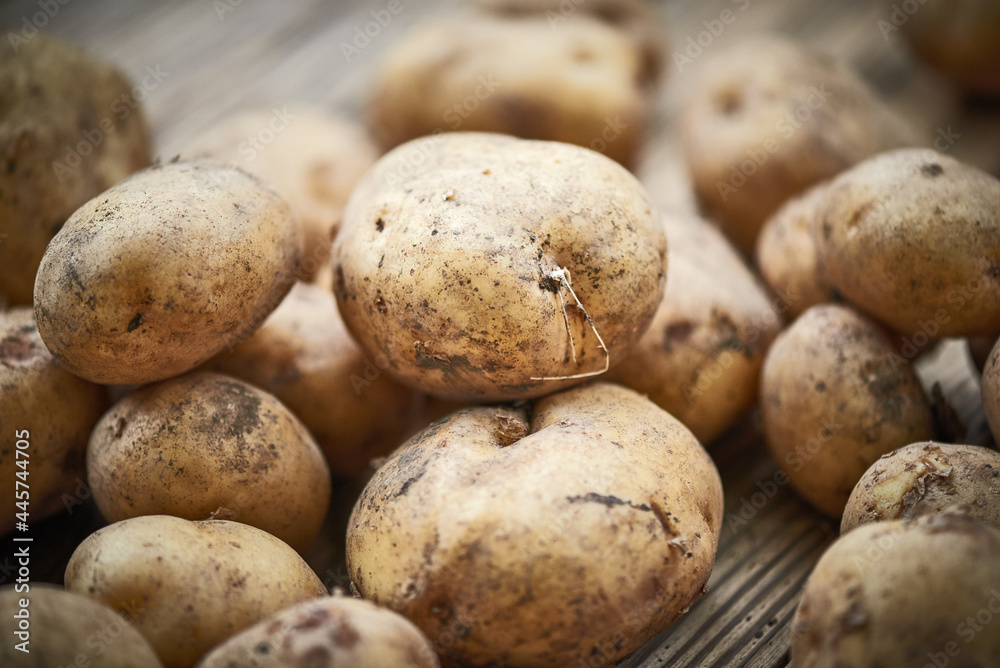 Freshly picked, home-grown fresh potatoes on rustic wooden background Freshly picked, home-grown fresh potatoes on rustic wooden background