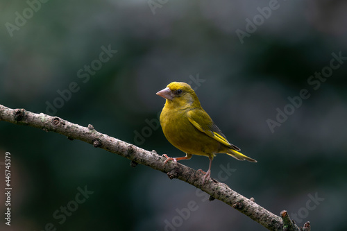 European greenfinch (Chloris chloris) sitting on abranch in the forest of Noord Brabant in the Netherlands . 
