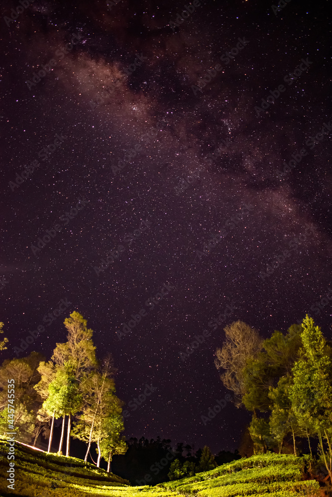 forest in night