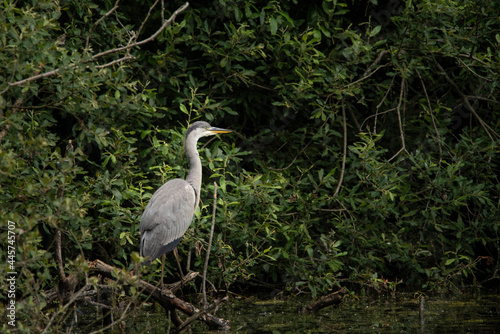 Beautiful Grey Heron bird Ardea Cinerea Pelecaniformes on lake in Summer hunting small fish in water