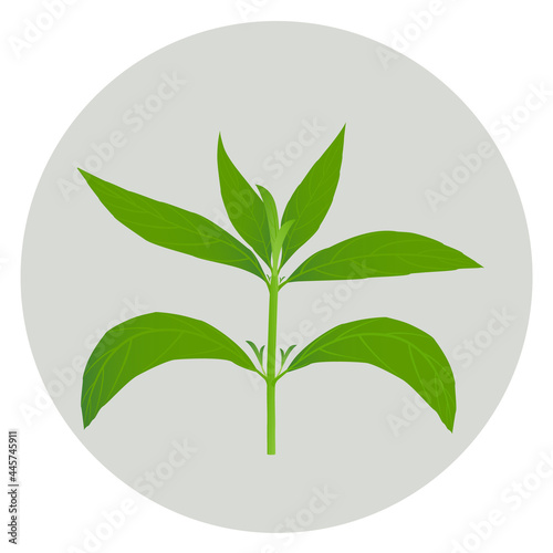 Herb Kariyat or Andrographis Paniculata Plants Isolated on Background Ayurveda Herbal Medicine Used to Treat Infections and Some Diseases, Vector illustration.
