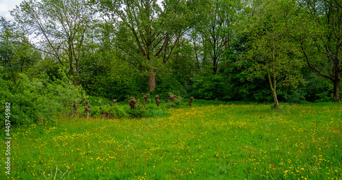 View in the park with pollard willows and meadow with buttercups (Ranunculus) 