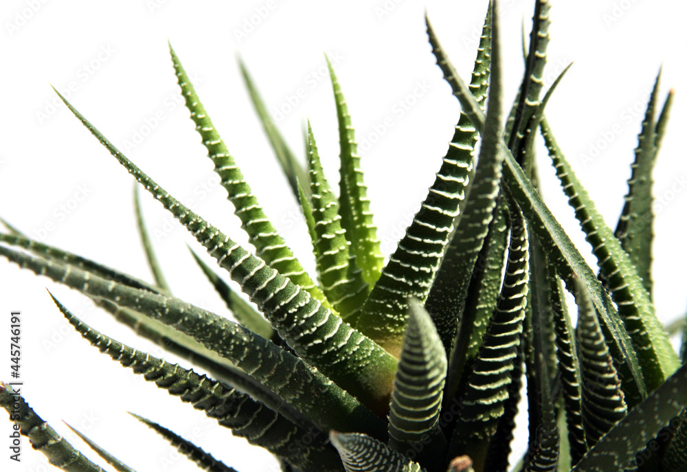 indoor plants succulent Haworthia close up green plant on a white background
