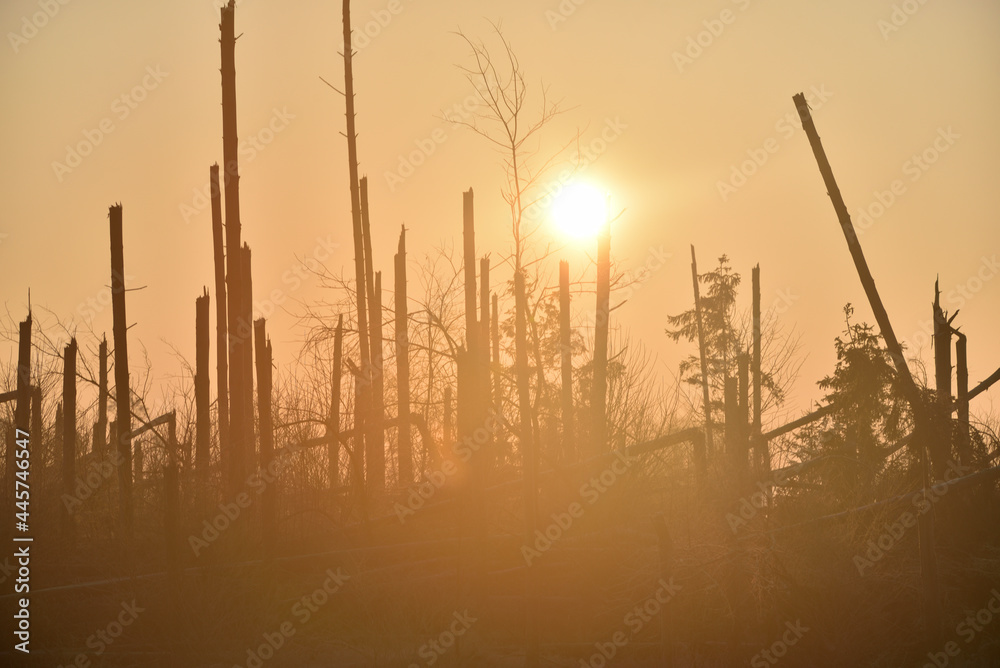 misty sunrise over broken trees by strong wind 