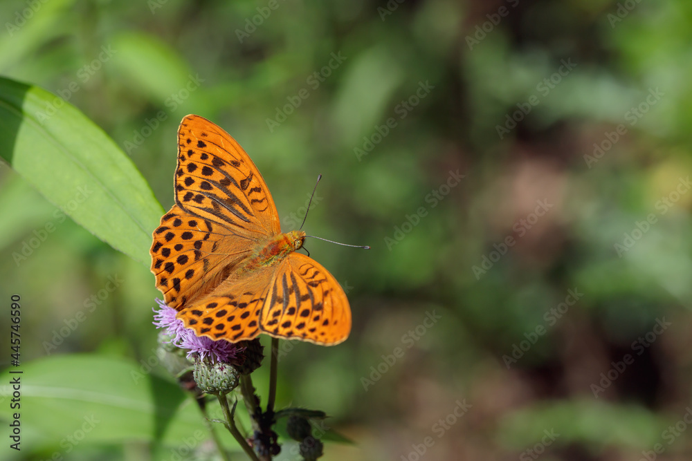 Silver-washed fritillary (Argynnis paphia) with open wings. Silver-washed fritillary (Argynnis paphia) with open wings.