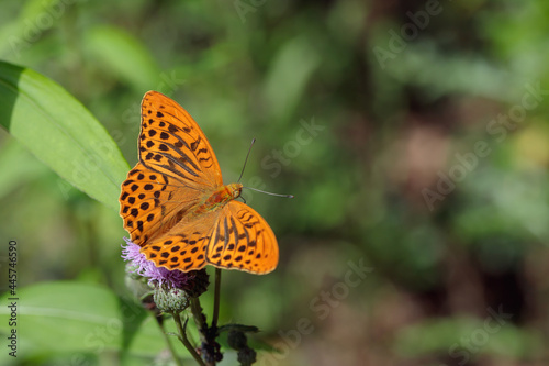 Silver-washed fritillary (Argynnis paphia) with open wings. © Amalia Gruber