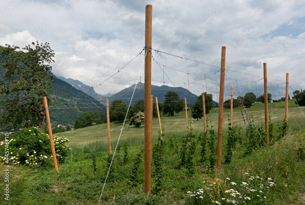 Small scale Hop cultivation with a construction of wooden poles and iron wire in a Swiss valley Small scale Hop cultivation with a construction of wooden poles and iron wire in a Swiss valley