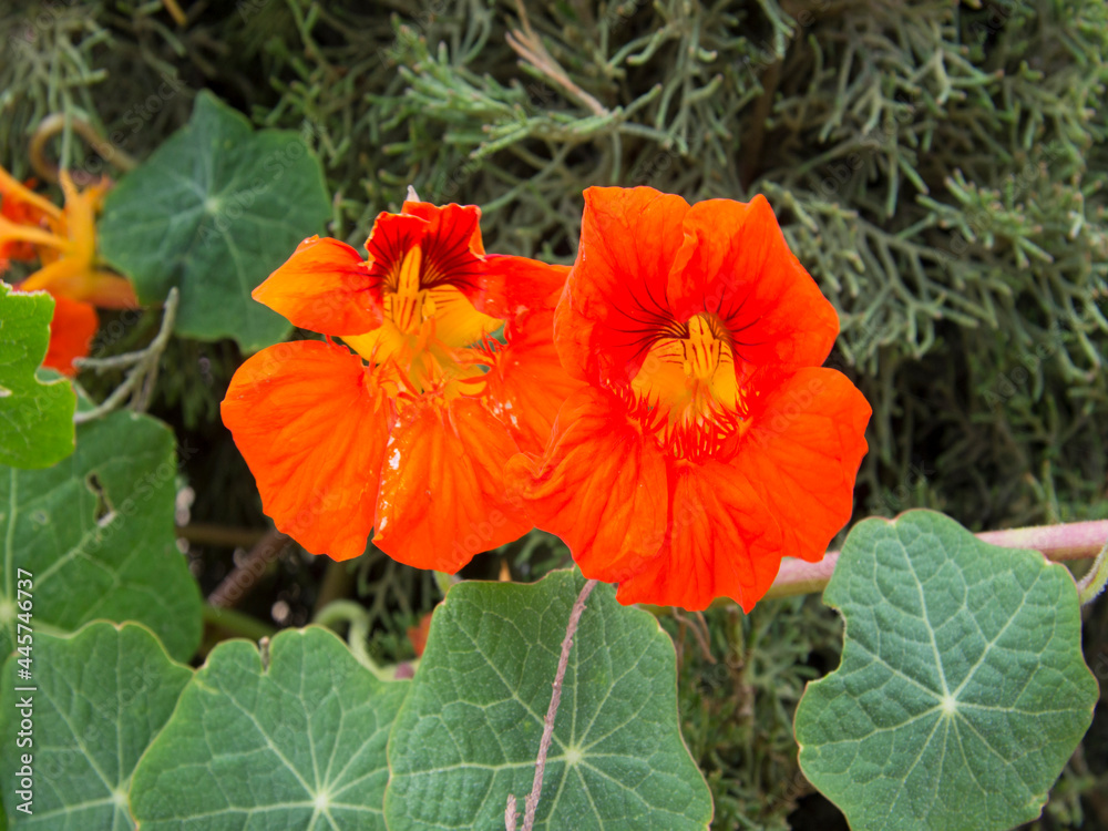 Orange wild flower in the Andes of Colombia Orange wild flower in the Andes of Colombia