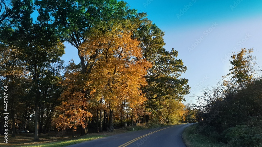 Fototapeta premium Driving Through the Autumn Trees