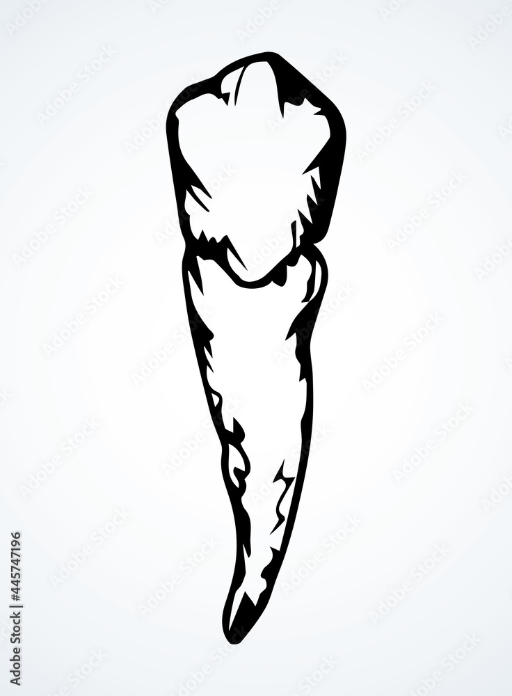 The layout of tooth. Vector drawing The layout of tooth. Vector drawing