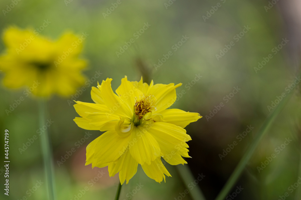 beauty fresh yellow and gold cosmos flower blooming in botany garden with copy space. beauty fresh yellow and gold cosmos flower blooming in botany garden with copy space.