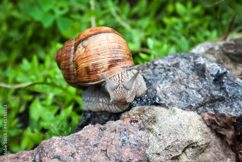Burgundy snail (Helix pomatia) or escargot in natural environment Burgundy snail (Helix pomatia) or escargot in natural environment