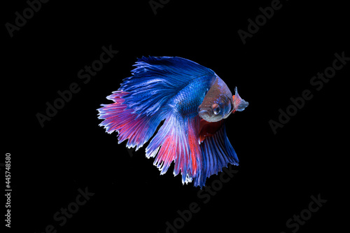 Betta fish, siamese fighting fish