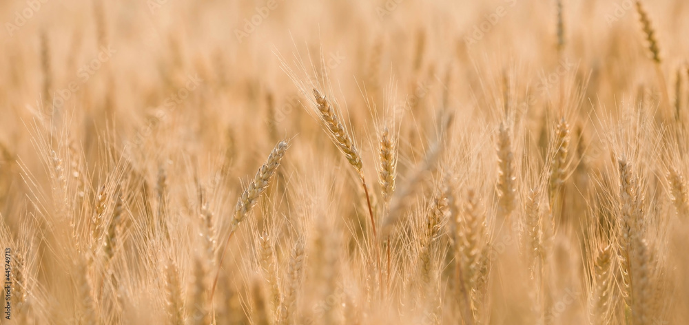 Golden ears of wheat on the background of a ripening field. Agricultural plant close-up. The concept of planting and harvesting a rich harvest. Rural landscape at sunset. Golden ears of wheat on the background of a ripening field. Agricultural plant close-up. The concept of planting and harvesting a rich harvest. Rural landscape at sunset.