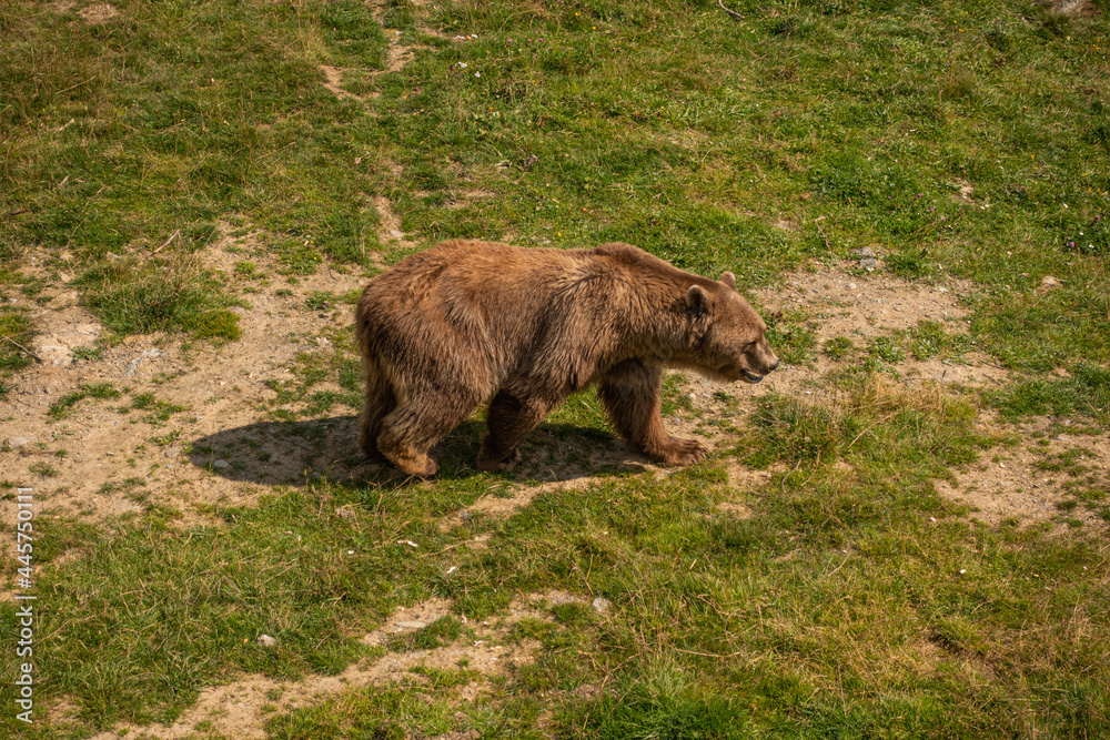 Naklejka premium Bärenland Arosa