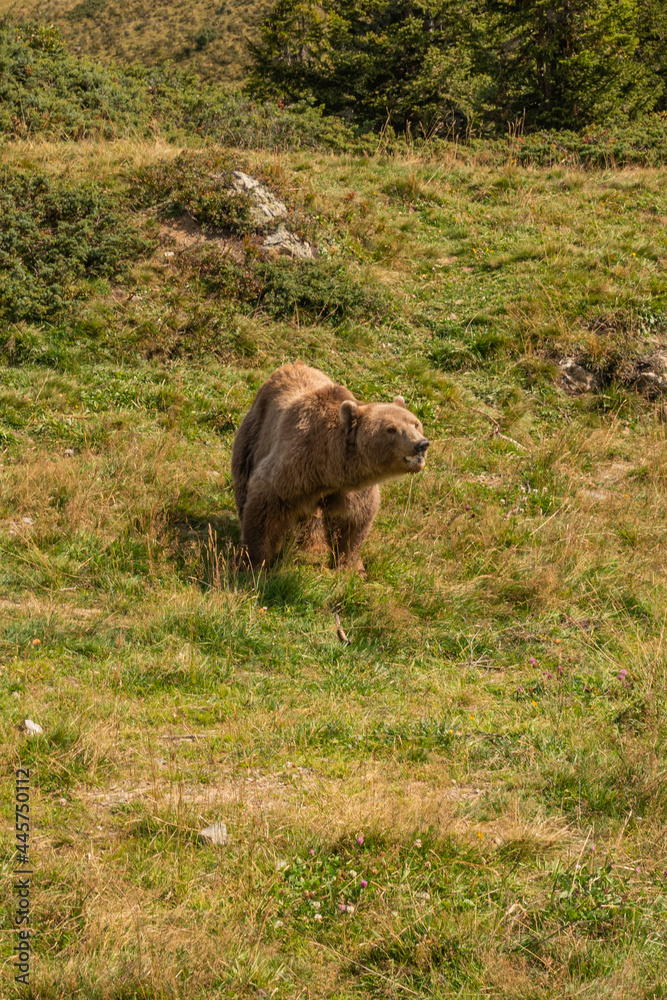 Bärenland Arosa Bärenland Arosa