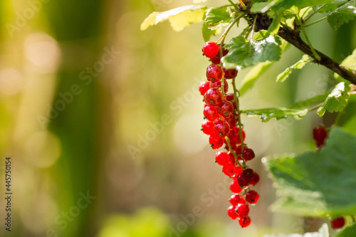 Useful ripe red currant berries ripen on a bush in a summer garden. Organic bunch of vitamins with fresh green leaves.